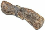 Fossil Sauropod (Camarasaurus) Metacarpal (Hand) Bone - Wyoming #325125-1